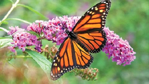 10 कोटी वर्षांपूर्वी अमेरिकेत विकसित झाली फुलपाखरं!