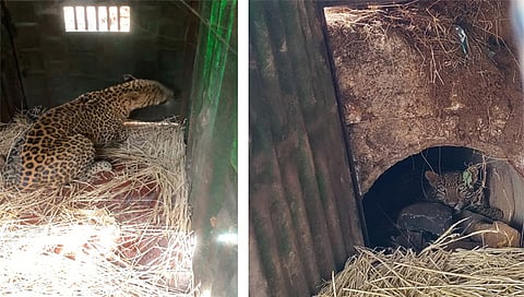 त्र्यंबकेश्वर : सापगाव शिवारात वनखात्याने लावलेल्या पिंज-यात जेरबंद झालेला बिबट्या.