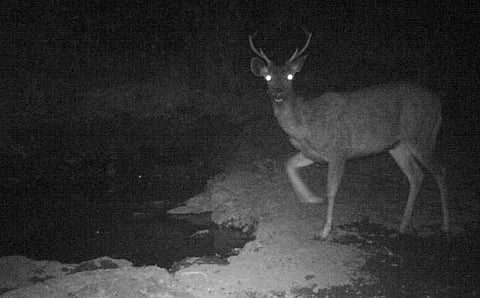 भीमाशंकर अभयारण्यात वन्यप्राण्यांची गणती