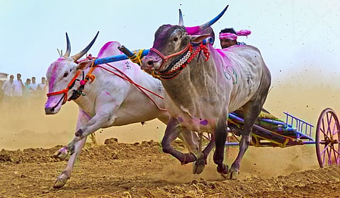 बैलगाडा शर्यतीच्या श्रेयासाठी शिरूरमध्ये चढाओढ