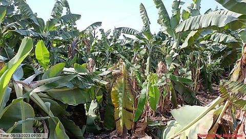 नंदुरबार : अतिउष्णतेने कोसळताहेत टनोगंती घड! केळीबागा होत आहेत उध्वस्त..