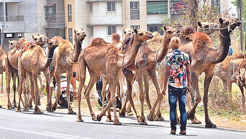 Nashik : उंटासाठी नाशिक ग्रामीण पोलिसांचा राजस्थान पोलिसांसोबत पत्रव्यवहार
