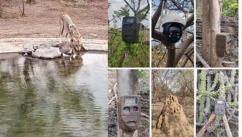 Nashik : येवल्यातील राखीव वनक्षेत्रात ट्रॅप कॅमेरे ; सीसीटीव्ही कॅमेरे कार्यान्वित