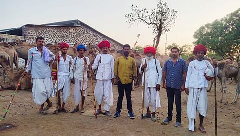 नाशिक : उंटांना घेऊन जाण्यासाठी रायका दाखल