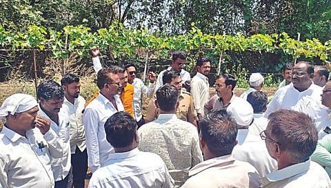 नाशिक : जोपूळ येथील सरपंचाच्या द्राक्षबागेतील 80 झाडे तोडली, शेतीसाहित्याचीही चोरी