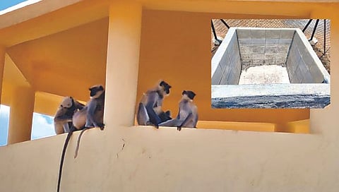 Nashik : सप्तशृंगीगडावरील पाणवठे कोरडे, वन्यप्राण्यांची पाण्यासाठी भटकंती