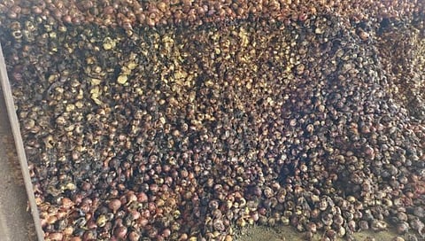 नाशिक : कांदा सडल्याने फावड्याने उचलून फेकण्याची वेळ, गारपिटीमुळे मोठे नुकसान