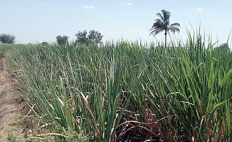 उन्हाच्या झळांनी पिके लागली सुकू; शिरूरच्या बेट भागातील स्थिती