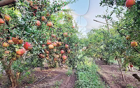 शिरूरच्या पश्चिम भागातील डाळिंब जोमात