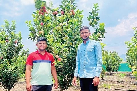 पिंपरी पेंढारला फुलली सफरचंदाची बाग