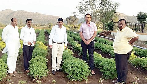 मंचर : शिनोलीतील शेतकर्याची यशस्वी जिरेनियम शेती