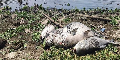 पुणे : जांभूळवाडी तलावातील माशांचा मृत्यू ड्रेनेज पाण्यामुळे
