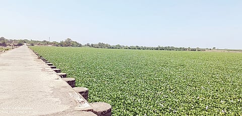 पिंपरी : वाहून आलेल्या जलपर्णीने नदीपात्र व्यापले