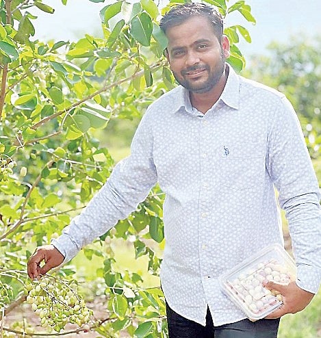 अहमदनगर : आता जांभूळ जांभळ्या नव्हे पांढर्या रंगाचे..! आयटी इंजिनिअरचा शेतात अनोखा प्रयोग