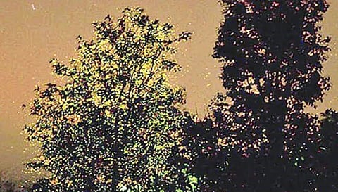 अकोले : कळसूबाई अभयारण्यात काजवा महोत्सव