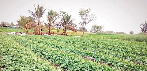 पाटस : 18 गुंठ्यांत घेतले 1 लाख 45 हजार रुपयांचे उत्पन्न; खरबूज पीक घेऊन निवडली वेगळी वाट