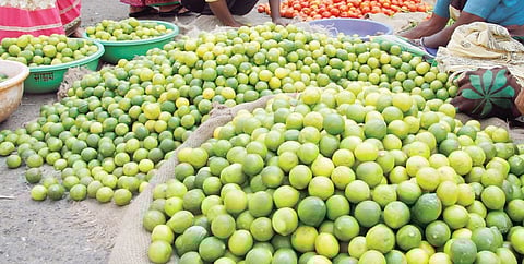 पुणे : लिंबाचे भाव निम्म्यावर; अपेक्षित रस नसल्याने ग्राहकाने फिरविली पाठ