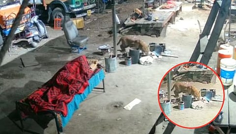 Leopard Attack : दबक्या पावलांनी आलेल्या बिबट्याने केली कुत्र्याची शिकार; व्हिडीओ व्हायरल