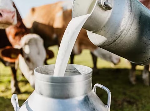 पावडर, बटरचे दर घटल्याने दूध खरेदीचे दर उतरले