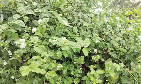 मोगर्याची फुले कोमेजली; वाढत्या तापमानामुळे फुलशेतीवर परिणाम