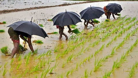 Monsoon forecast & Crop | यंदाच्या वर्षात पाऊस सामान्यच, पण उच्चांकी अन्नधान्य उत्पादनाचे सरकारचे उदिष्ट्य