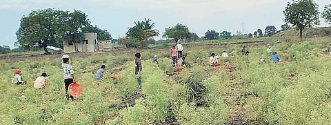 नेवासा : कांदा काढणी मजुरांअभावी लांबणीवर!