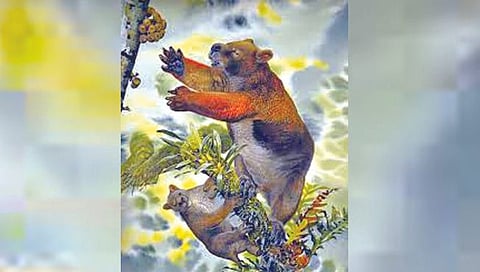 bear : झाडावर चढणारी, पोटावर पिशवी असणारी ‘अस्वलं’