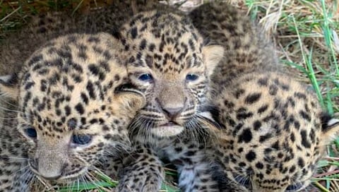 Kuno Park : कुनो पार्कमधील चित्त्याच्या आणखी दोन बछड्यांचा मृत्यू