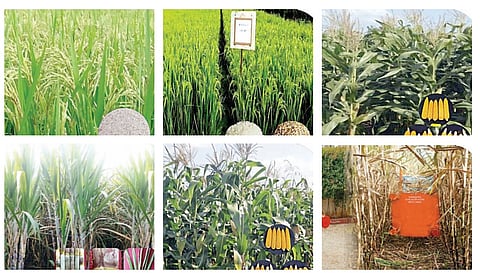 राहुरी : फुले विद्यापीठाचे 5 वाण, 3 कृषी यंत्र, 69 तंत्रज्ञान शिफारशी मान्य