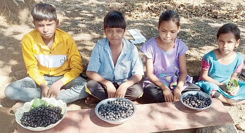 अकोले : बहगुणी रानमेव्याची होतेय लयलूट..!