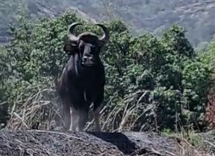 पुणे : इंदापुरात रानगव्याचा परत जनावरांवर हल्ला