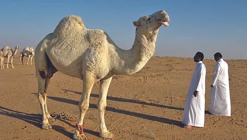 उंटाच्या मदारीत काय असते?