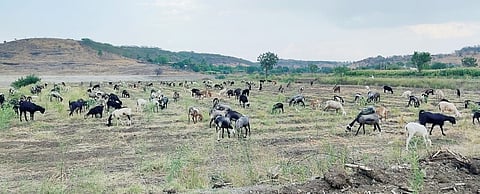 पाटस : डोंगरचारा संपल्याने चिंकारांचे हाल; चार्यासाठी मेंढपाळांचीही भटकंती