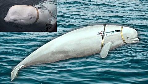 Sweden Russian Spy Whale : रशियन ‘गुप्तहेर’ व्हेल माशाचा स्वीडनमध्ये धुमाकूळ; समुद्र किनाऱ्यावर रेड अलर्ट