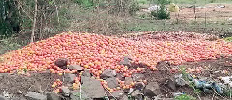 लालचिखल…! टोमॅटोला मिळतोय अत्यल्प बाजारभाव; शेतकर्यांमध्ये नाराजीचा सूर