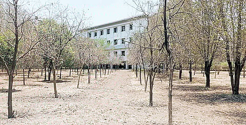 बारामतीत पाण्याअभावी जळाली प्रशासकीय भवनातील झाडे