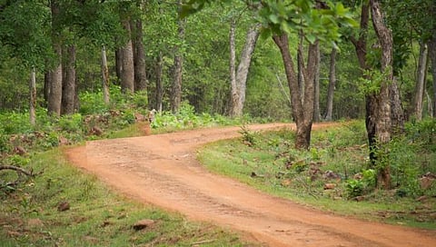 Tadoba National Park : ताडोबा व्याघ्र प्रकल्पातील वन मजुराचा झाडाखाली दबून मृत्यू