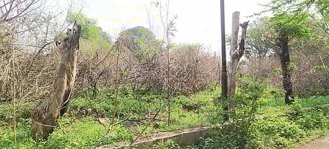 झाडांच्या पुनर्रोपणाला वणव्याची झळ; सिंहगड रस्ता उड्डाणपुलासाठी काढली 180 झाडे