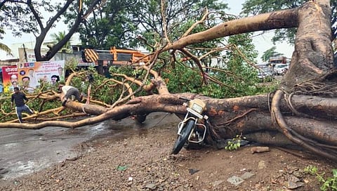 कोल्हापूर-गगनबावडा मार्गावर झाड कोसळले; वाहतूक एक तास ठप्प