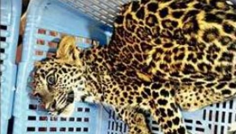 रत्नागिरी : चिखली येथे खोपीखाली आढळला बिबट्याचा बछडा