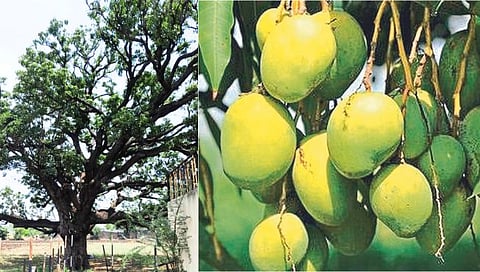 बीड : गावरान आंबा हद्दपार; आमराया नष्ट; झाडांची सर्रास कत्तल