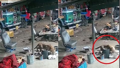 viral video | उशाला झोपलेल्या कुत्र्याला बिबट्यानं अलगद उचललं; चित्तथरारक घटना, व्हिडिओ व्हायरल