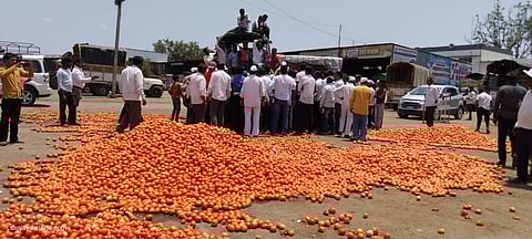 पुणे: संतप्त शेतकऱ्यांनी बाजार समितीच्या आवारात फेकले टोमॅटो, नारायणगाव उपबाजारात भाव प्रचंड गडगडले