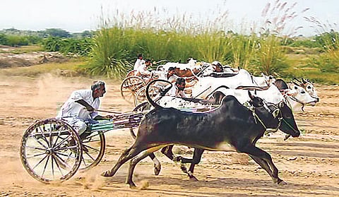 सण, यात्रासाठीच बैलगाडा शर्यतीला परवानगी; पशुसंवर्धन विभागाच्या सूचना