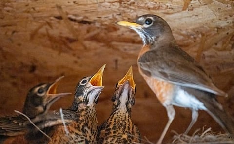 जागतिक मातृदिन : पक्ष्यांमधील मातेलाही असते तळमळ…