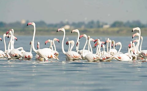 उजनीतील पक्ष्यांच्या संख्येत घट ; प्रदूषण परदेशी पाहुण्यांच्या मुळावर