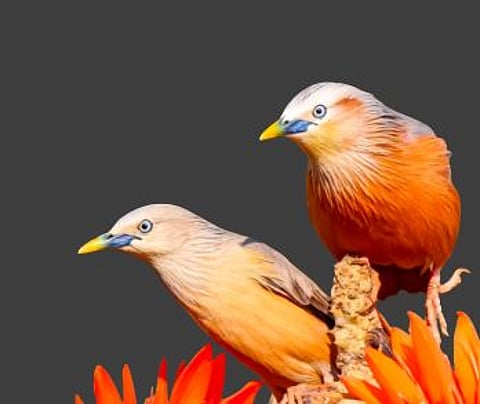 पुणे : फर्ग्युसन’मध्ये 88 प्रजातींचा अधिवास ! पक्षिनिरीक्षणातून माहिती समोर