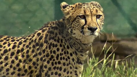 Cheetah Dies : कुनो नॅशनल पार्कमध्ये तिस-या चित्त्याचा मृत्यू, नर चित्त्याच्या हल्ल्यात मादीने गमावला जीव