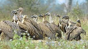 माळढोक, गिधाडांच्या प्रजाती धोक्यात; दुर्मिळ गिधाडांच्या भारतात फक्त नऊ प्रजाती अस्तित्वात