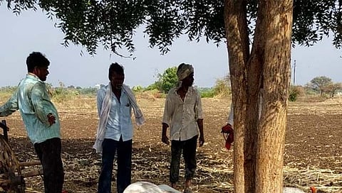 परभणी: गुळखंड येथे वीज कोसळून बैल, गाय दगावले